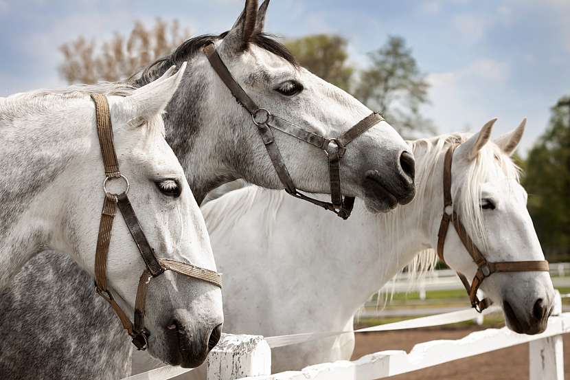 Krása starokladrubských koní je nezaměnitelná