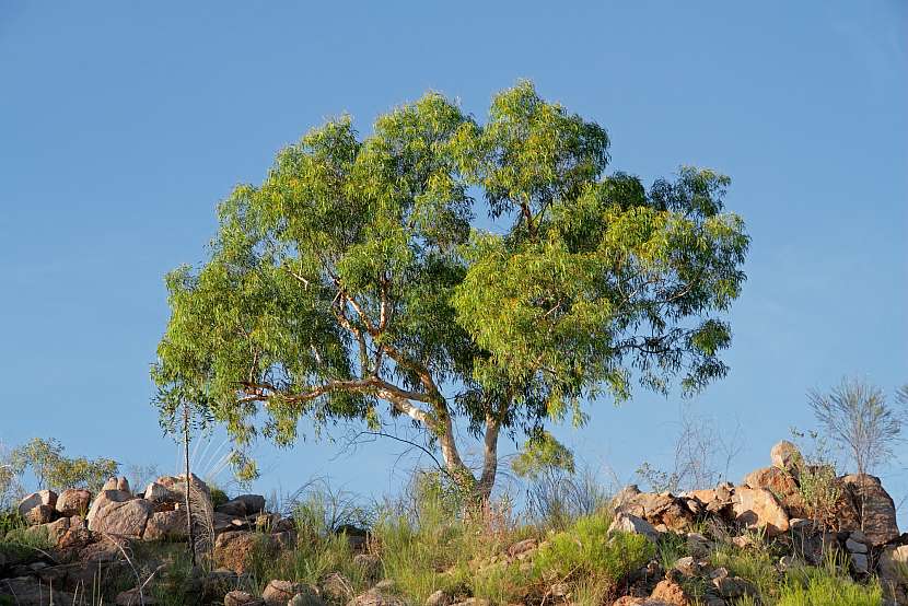Eukalyptus můžete pěstovat venku i doma