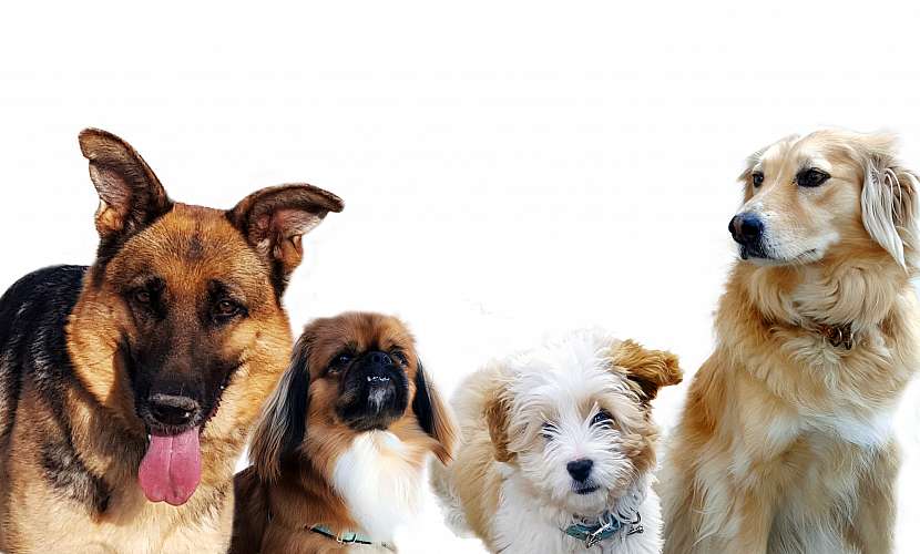 Rozpoznejte včas příznaky psincového kašle a začněte psa účinně léčit (Zdroj: Depositphotos)