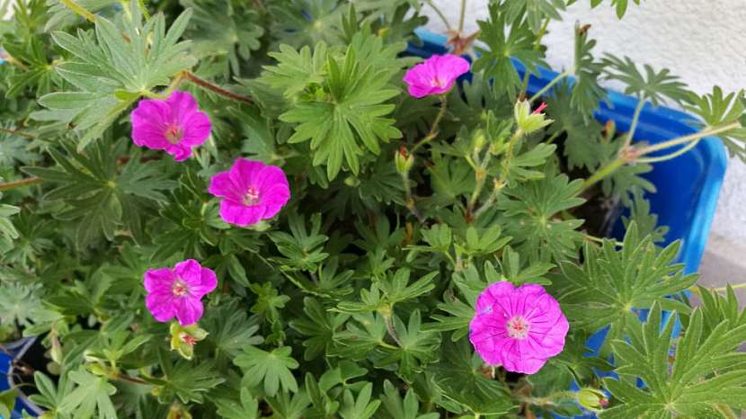 Kakost krvavý (Geranium sanguineum)