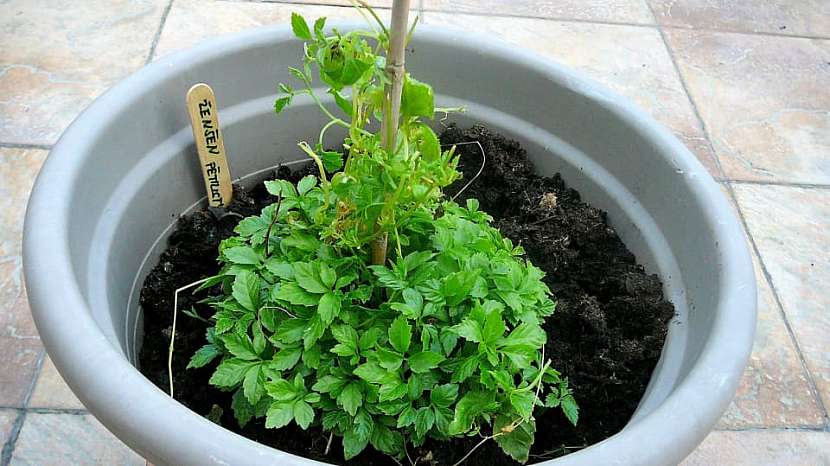 Bambusová tyčka jako opěra, po které se bude pnout....