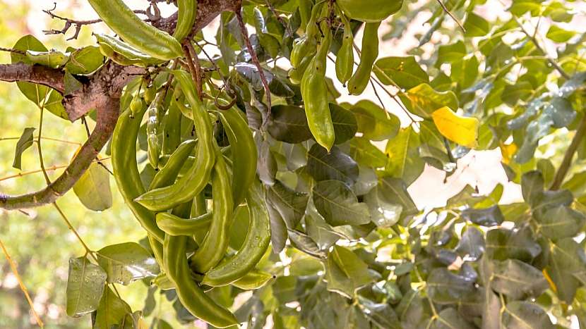 Karob jsou plody stromu jménem rohovník obecný (Ceratonia siliqua)
