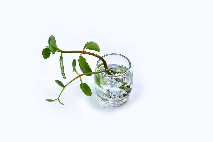 Zakořeňování ve sklenici s vodou