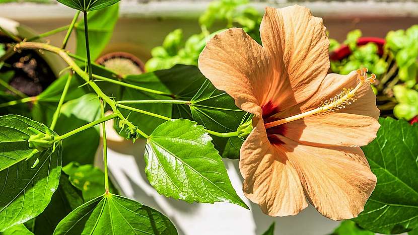 Atraktivní ibišek čínský neboli čínská růže (Hibiscus rosa–sinensis)
