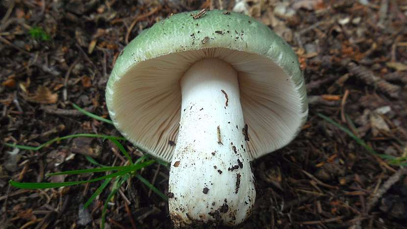 Holubinka nazelenalá je houba, pro kterou se rozhodně vyplatí shýbnout  3