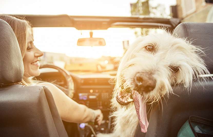 Cestujte se psem bez zbytečných starostí (Zdroj: Depositphotos (https://cz.depositphotos.com))