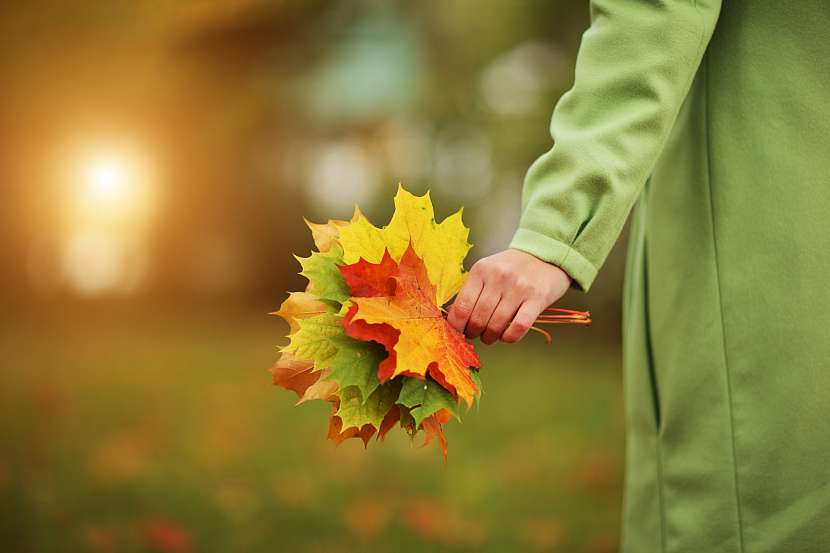 Nasbírejte si domů barevné podzimní listí a rozzařte si byt barvami podzimu