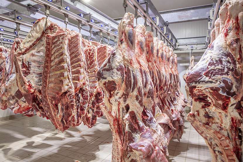 Budoucí steakové maso, které pozvolna zraje v chladírně