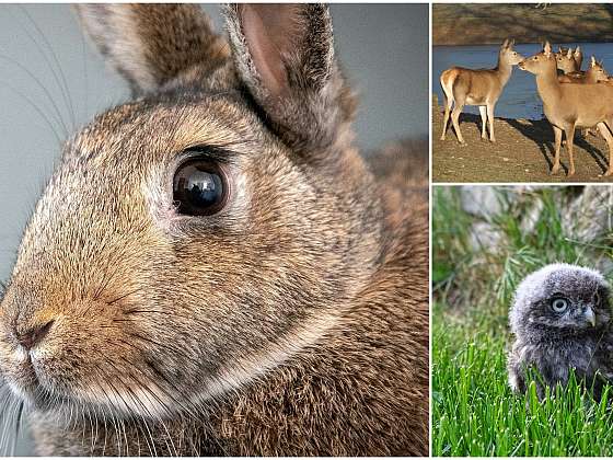 Kam na výlet: Vydejte se za zvířátky do zoo i za králičími šampiony na závody