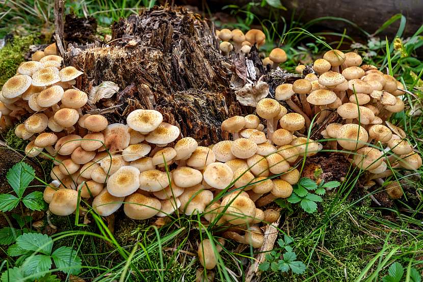 Václavka obecná je chutná houba, která musí projít opravdu důkladnou tepelnou úpravou (Zdroj: Depositphotos (https://cz.depositphotos.com))