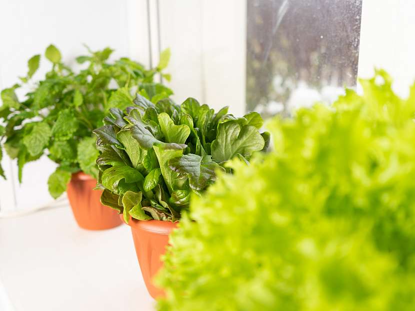 Listová zelenina a bylinky, to jsou rostliny, které vám na okenním parapetu určitě půjdou (Zdroj: Depositphotos (https://cz.depositphotos.com))