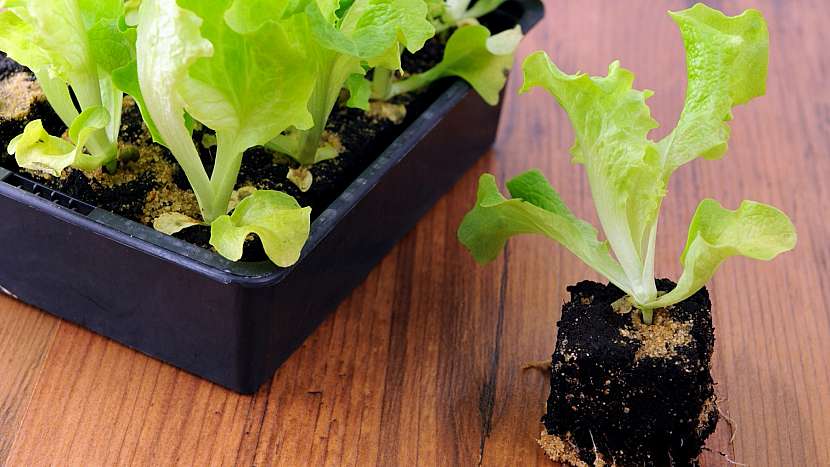 Výsadba sazenic hlávkového salátu
