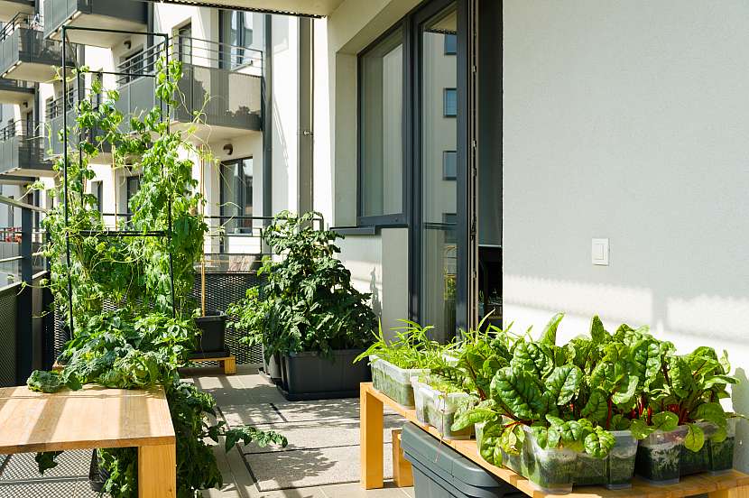 I malý balkon můžete proměnit v magickou zahradu, která vám bude přinášet radost v podobě bohaté úrody (Zdroj: Depositphotos)