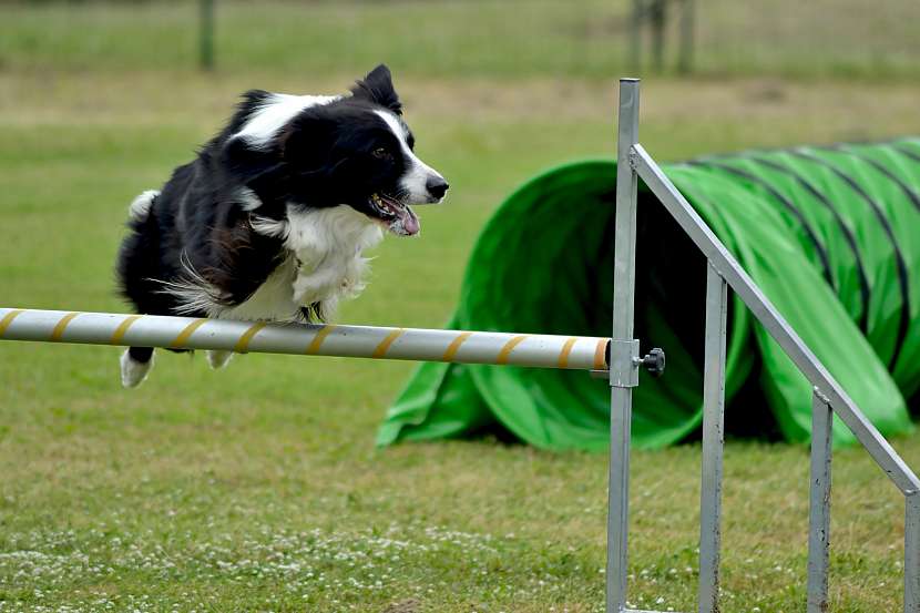 Psí agility je zábava pro psa i páníčka