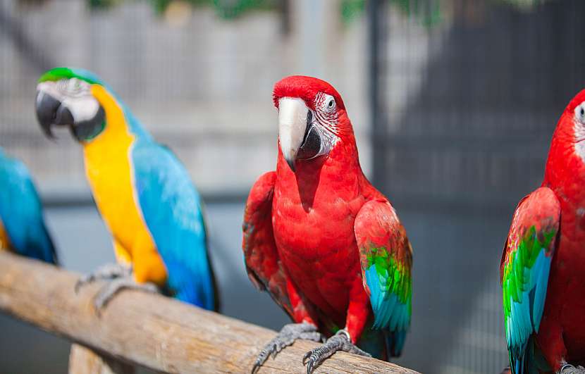 Krmení papoušků musí mít jistá pravidla (Zdroj: Depositphotos (https://cz.depositphotos.com))