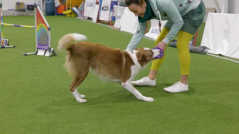 Agility je ale náročnější na psovoda, pes si užije spoustu zábavy