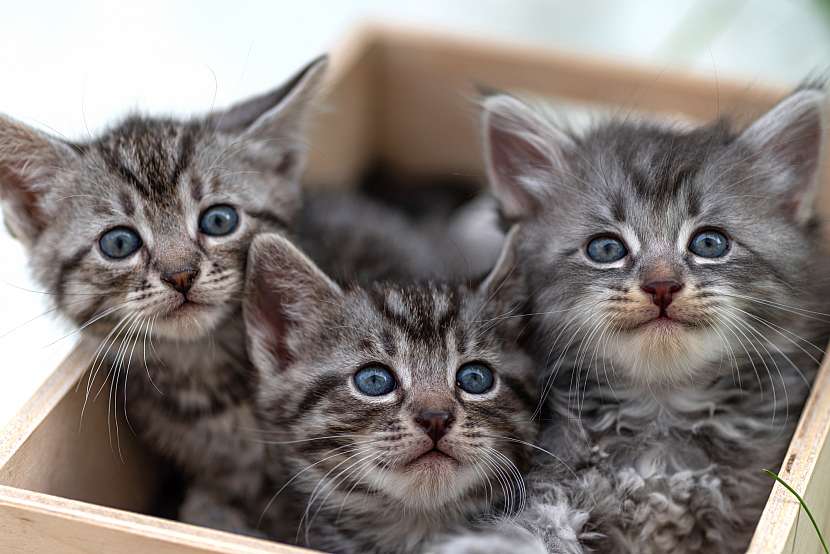 Očkováním chráníte koťata před nebezpečnými nemocemi (Zdroj: Depositphotos (https://cz.depositphotos.com))