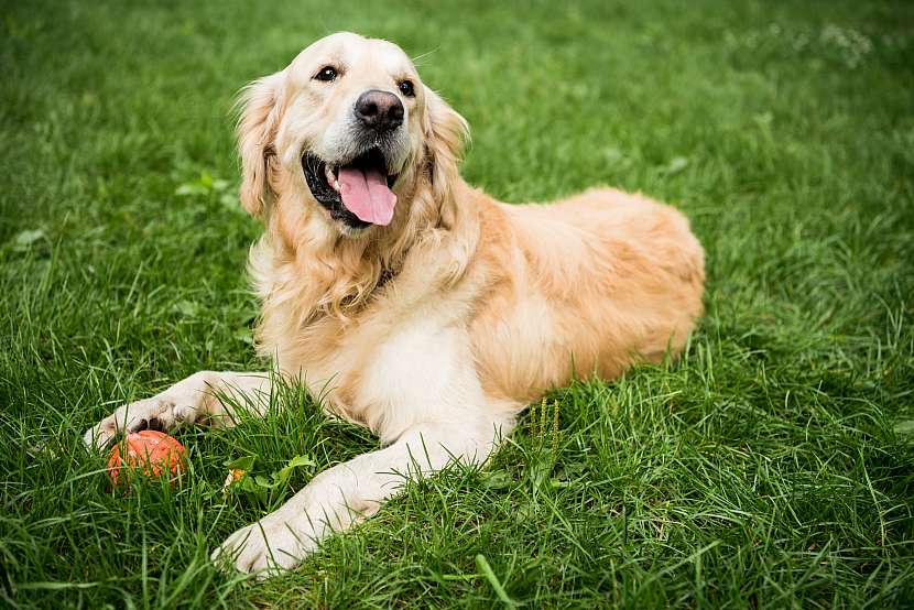V čem jsou osiny trav a sametky nebezpečné pro naše psy? (Zdroj: Depositphotos (https://cz.depositphotos.com))