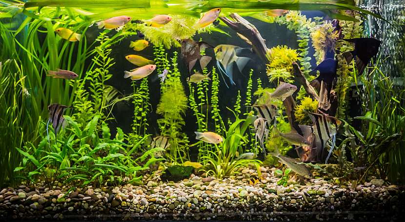 Vícedruhové akvárium je do bytu nejvhodnější (Zdroj: Depositphotos)