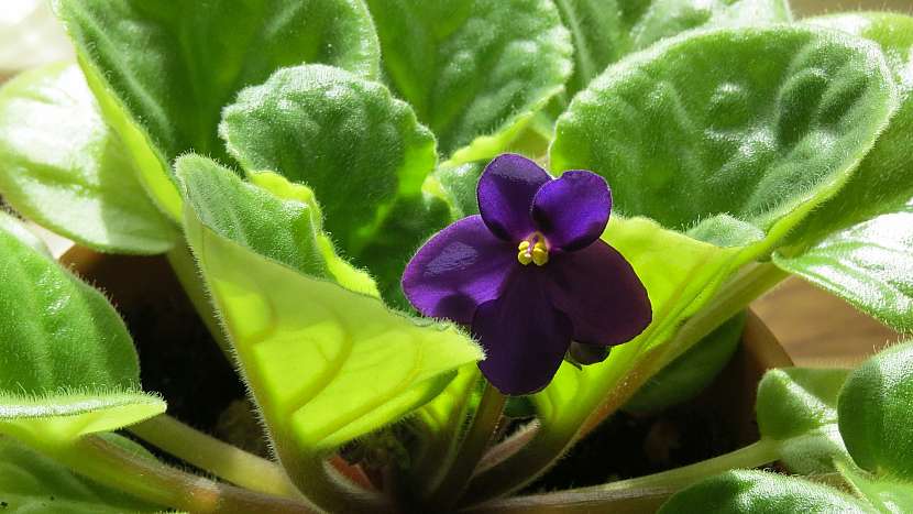 6 nečekaných důvodů, proč mít doma kytky: africká fialka (Saintpaulia)