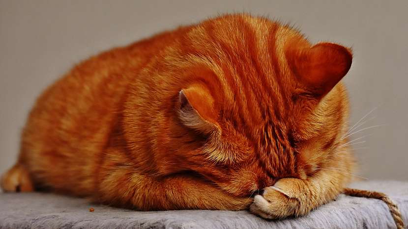 Občasné zvracení u kočky je celkem běžná záležitost, čistí si tím žaludek od nestrávených granulí nebo spolknutých chlupů