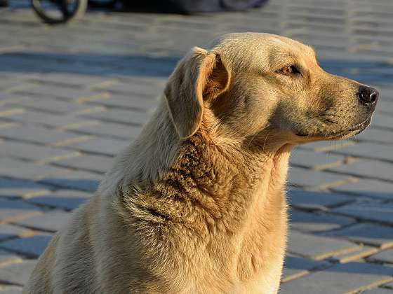 6 kroků, co dělat, když najdete zmateného volně pobíhajícího psa