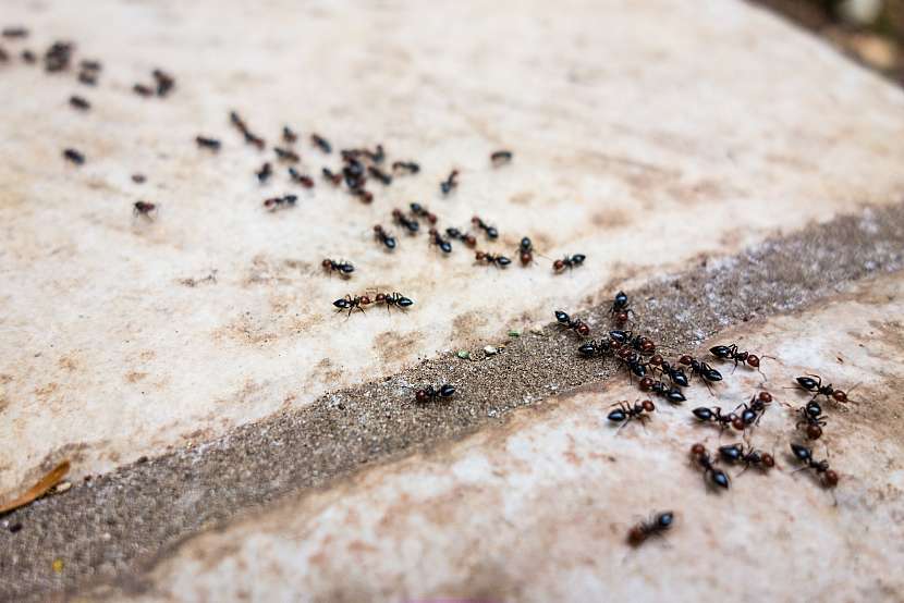 Mravenci na dlažbě