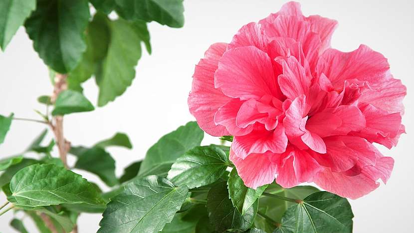 Ibišek čínský (Hibiscus rosa–sinensis) má velké květy, které mohou být jednoduché i plné v různých odstínech červené, růžové, oranžové, žluté i bílé