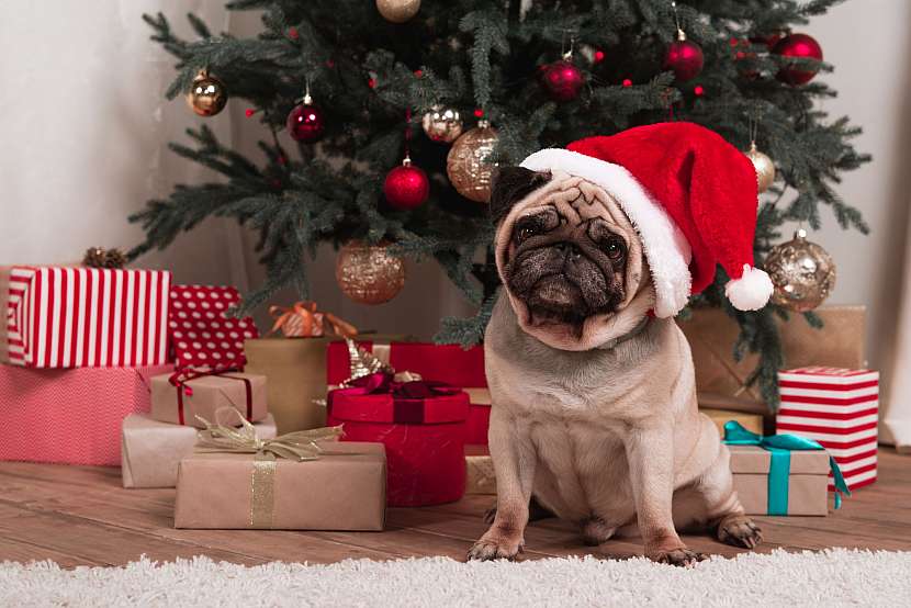 Na vánoce nezapomínáme ani na dárky pro zvířata (Zdroj: Depositphotos)