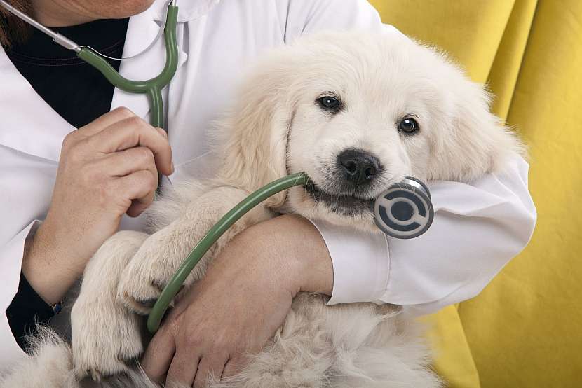 Víte, jak odnaučit psa strachu z veteriny? (Zdroj: Depositphotos)