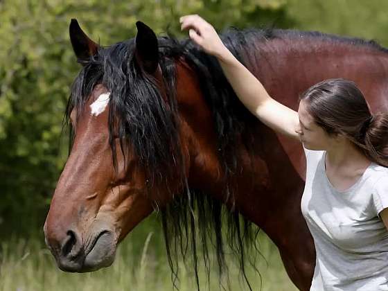 Očkování a odčervování poněkud větších čtyřnohých mazlíčků – koní