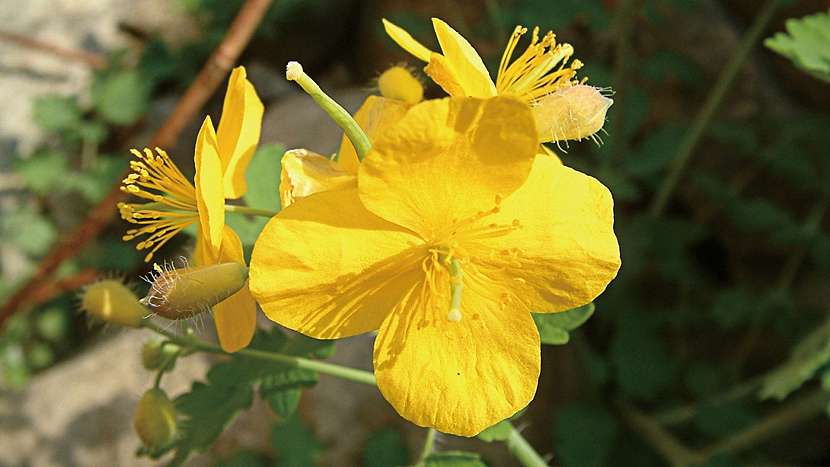 Vlaštovičník větší (Chelidonium majus) kvete jasně žlutě od května do září