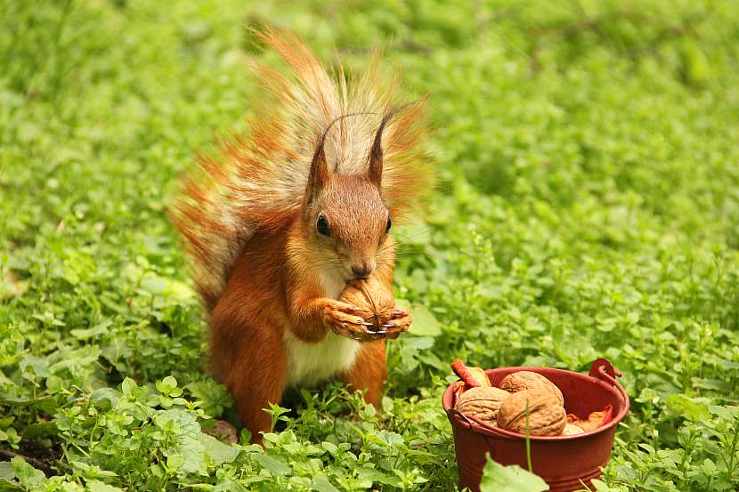 Nečekejte, až vám stromy očešou veverky a vyrazte na sběr ořechů a oříšků (Zdroj: Depositphotos)
