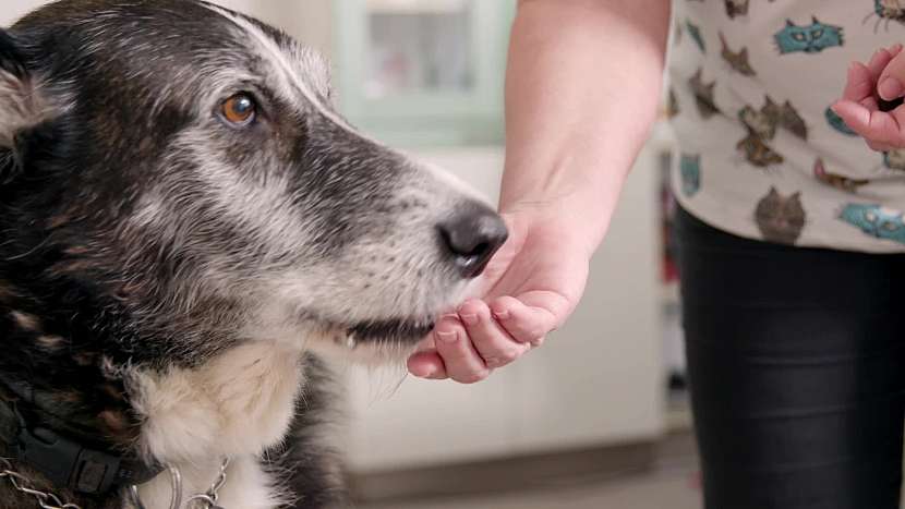 Zklidňující gel pro psy může předepsat pouze veterinář