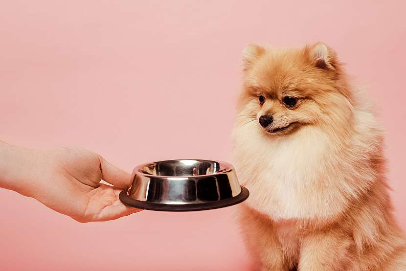 Co je to vlhká potrava pro psy? (Zdroj: Depositphotos (https://cz.depositphotos.com))