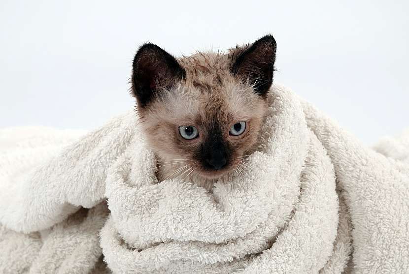 Kočka v ručníku
