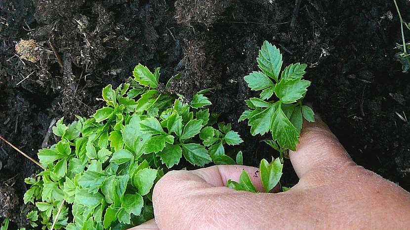 Zatlačení lianovitého šlahounu do země pro zapuštění kořínků