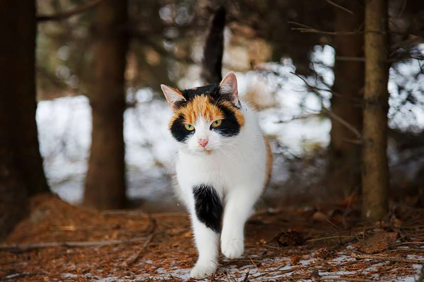 Péče o kočku v zimě nespočívá jen v krmení (Zdroj: Depositphotos (https://cz.depositphotos.com))