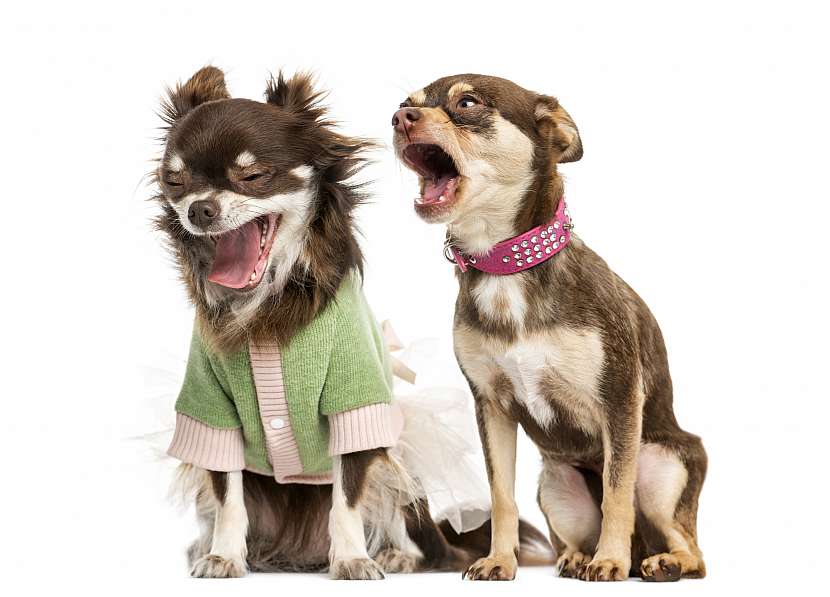 Dva psi v oblečkách