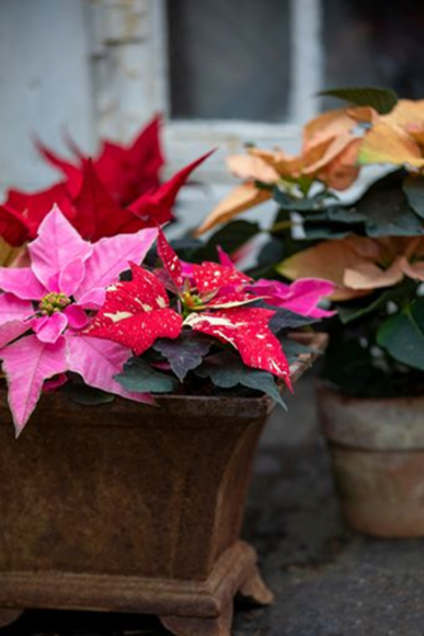 Nejširší škála barev a tvarů vánoční hvězdy bývá k dostání na začátku sezóny v průběhu října