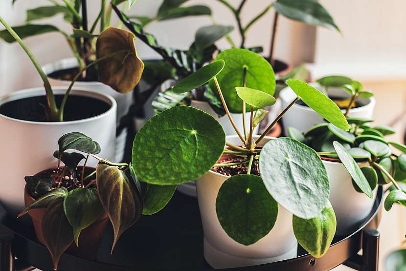 Pěstujte pileu, palačinkovou rostlinu se zajímavými listy (Zdroj: Depositphotos (https://cz.depositphotos.com))