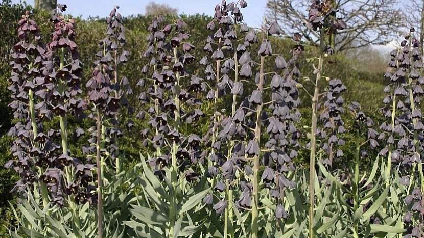 Řebčík perský (Fritillaria persica)