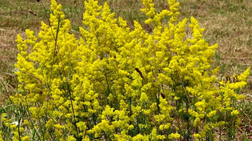 Chcete zhubnout: svízel syřišťový  (Galium verum)