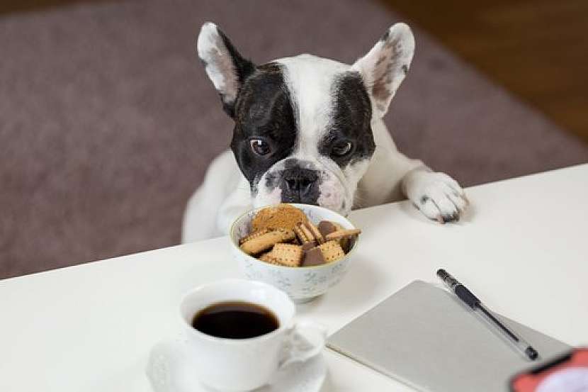 Jak naučit psa, aby přestal žebrat o jídlo (Zdroj: Yoggies)