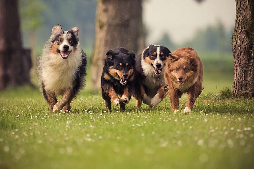 Psi jsou stále častěji ohroženi možnou otravou (Zdroj: Depositphotos (https://cz.depositphotos.com))