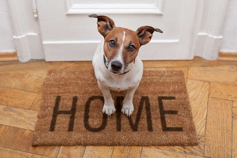 Necháváte často doma psa samotného? (Zdroj: Depositphotos)