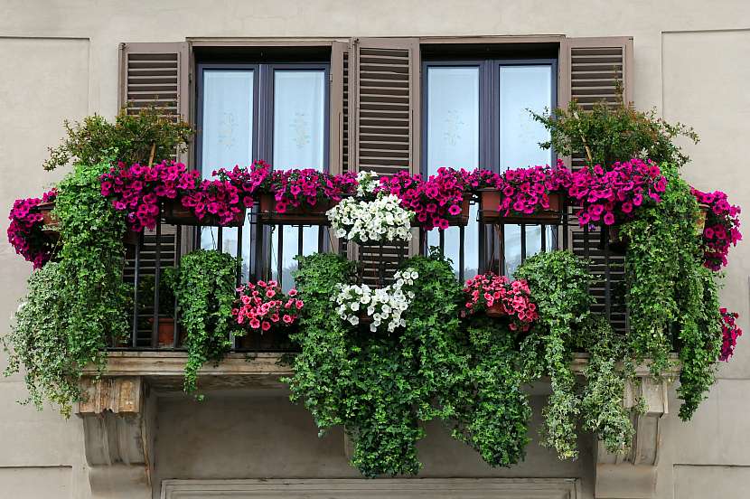 Balkon s rostlinami