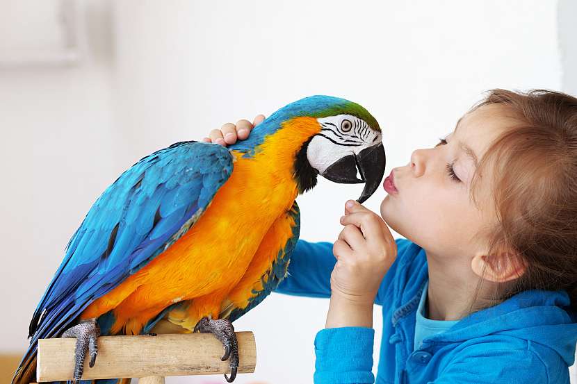Jak je to s chovem papoušků? Jsou stejným mazlíčkem, jako je třeba pes či kočka? (Zdroj: Depositphotos (https://cz.depositphotos.com))