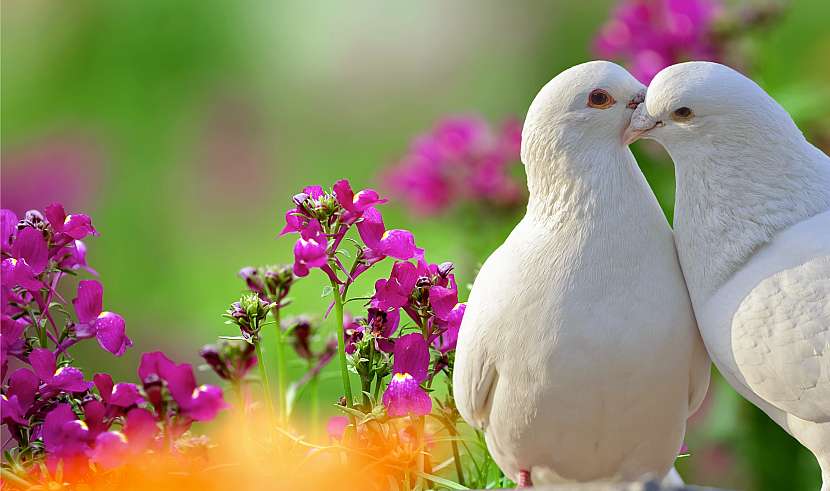 Chov holubů je znám lidem odpradávna (Zdroj: Depositphotos)