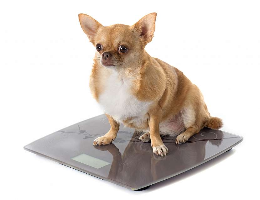 Jak nejlépe krmit pejska, který má kila navíc? Nadváha trápí až 50 % psů. (Zdroj: Depositphotos)